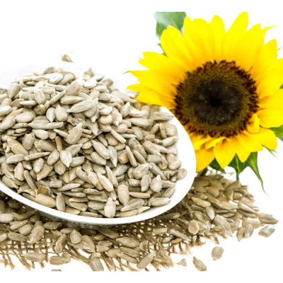 সূর্যমুখী বীজ