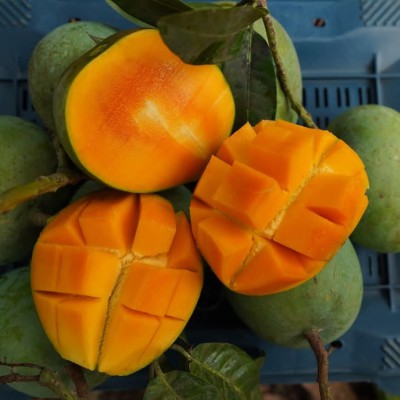 Himsagar Mango (Pre-Order) 12/24 Kg Package Available.