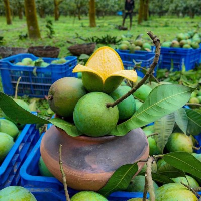 Harivanga Mango (Pre-Order) 12/22 Kg Package Available.